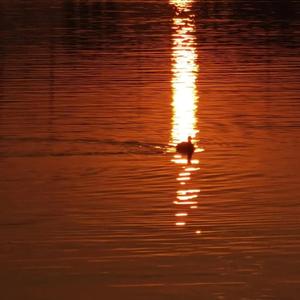 欧美毛片免费看
